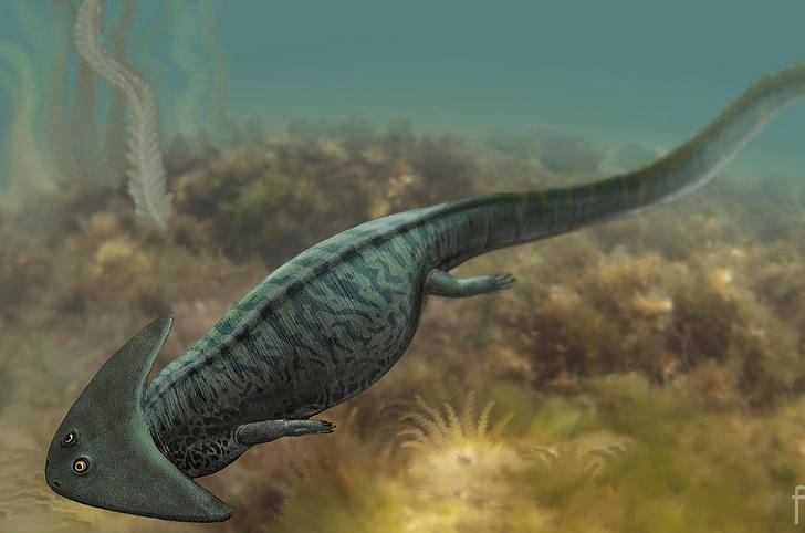 Boomerangosalamander from the Carboniferous - Amphibian, Paleontology, , Longpost