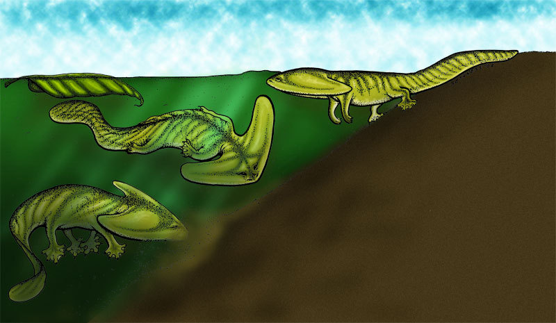 Boomerangosalamander from the Carboniferous - Amphibian, Paleontology, , Longpost