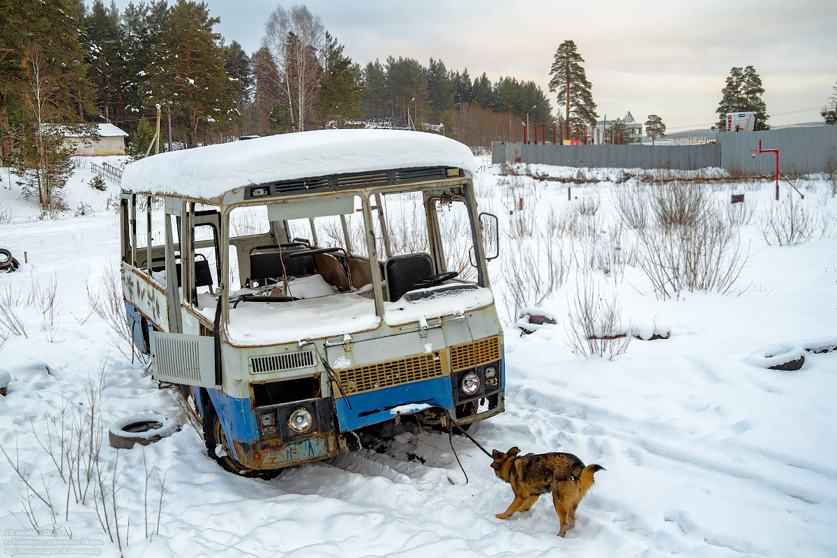 Photo of the day: - Dog, Bus, Groove, All ashes