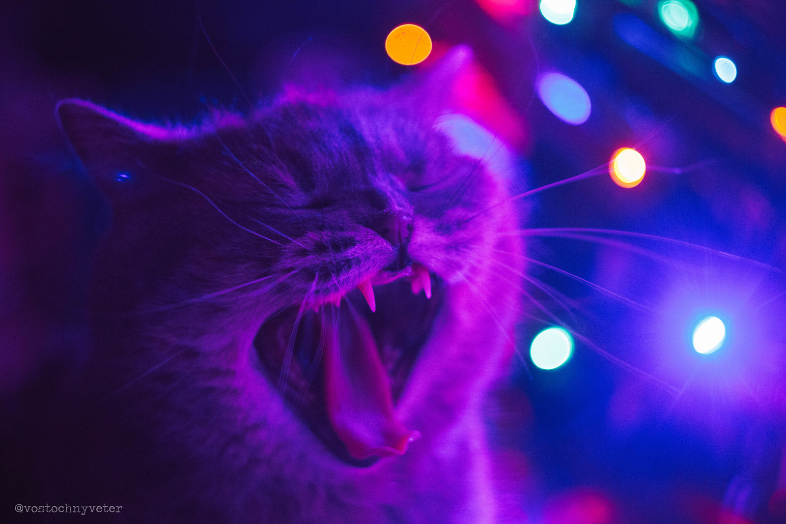 A dream come true: I managed to photograph a yawning cat - My, cat, New Year, British, Yawn, Longpost