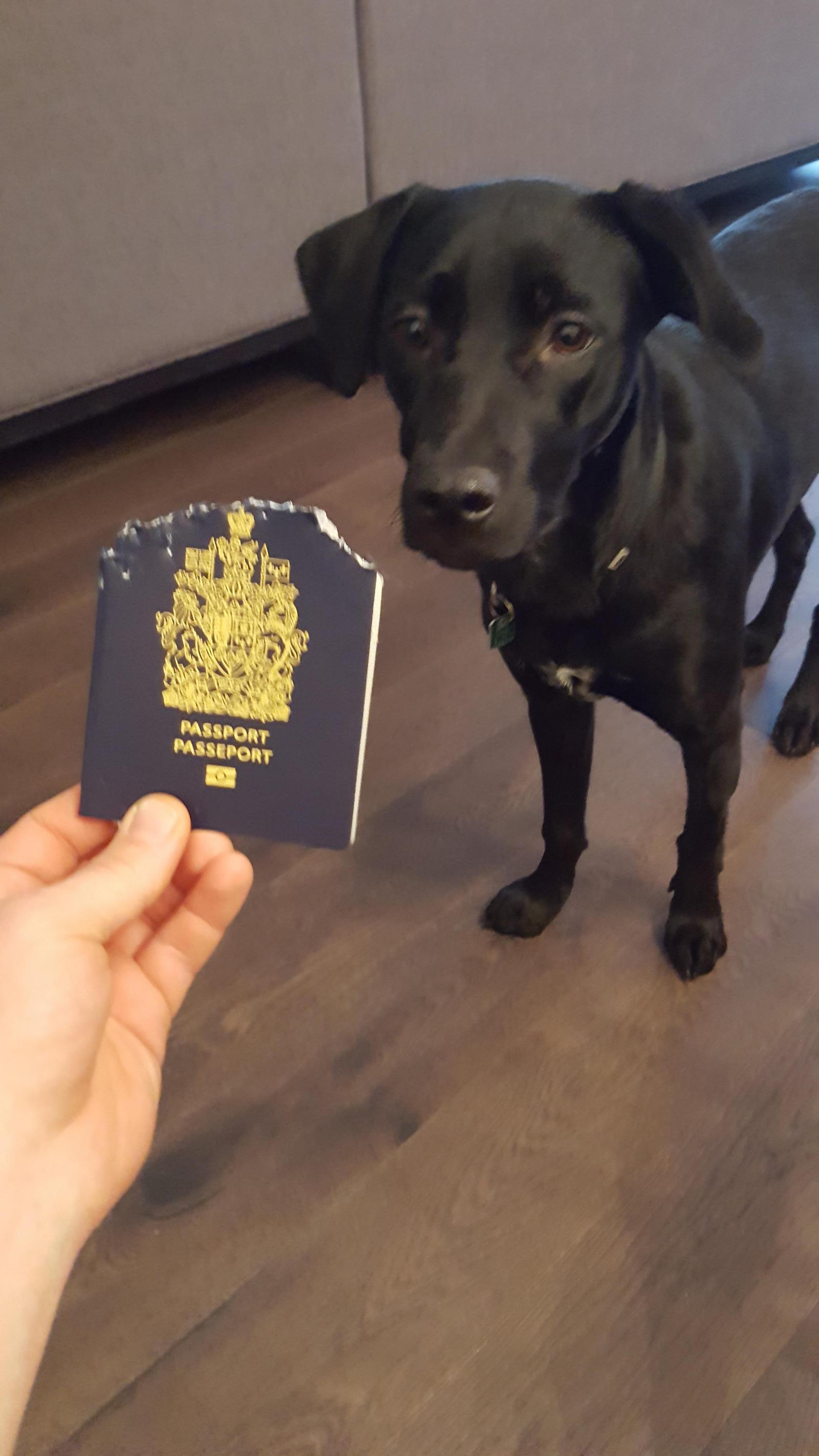 I left my passport on the table the night before, I had to fly to see my family in the morning - Longpost, Photo, Dog, The passport