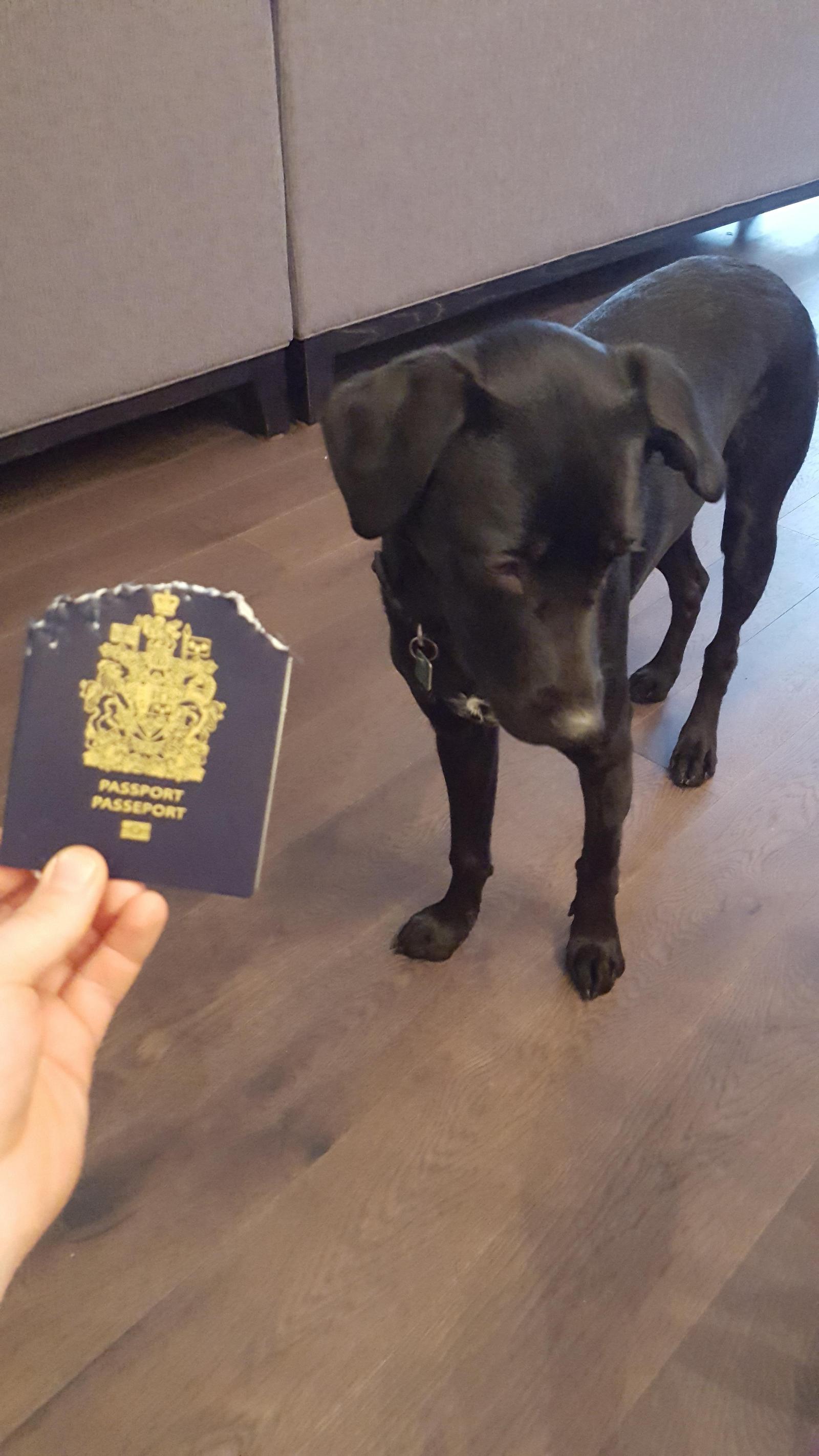 I left my passport on the table the night before, I had to fly to see my family in the morning - Longpost, Photo, Dog, The passport