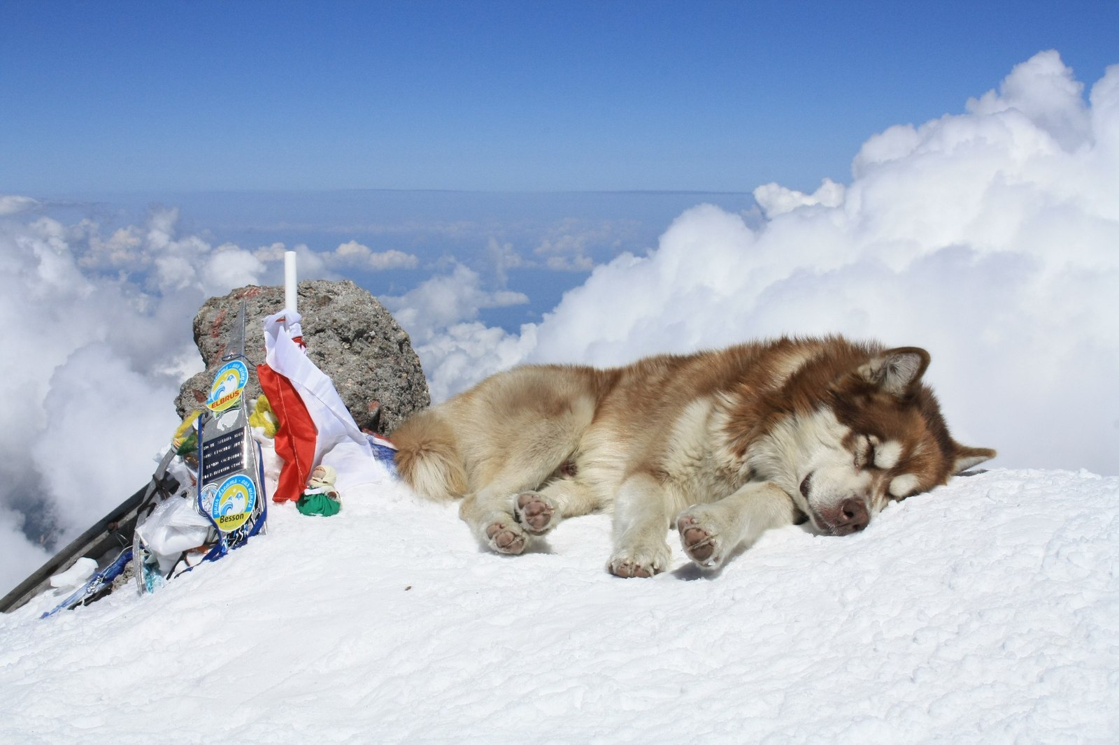 A dog without cats on the top of Elbrus. - Photo, Dog, The mountains, Rock climber, Elbrus, Rock climbers