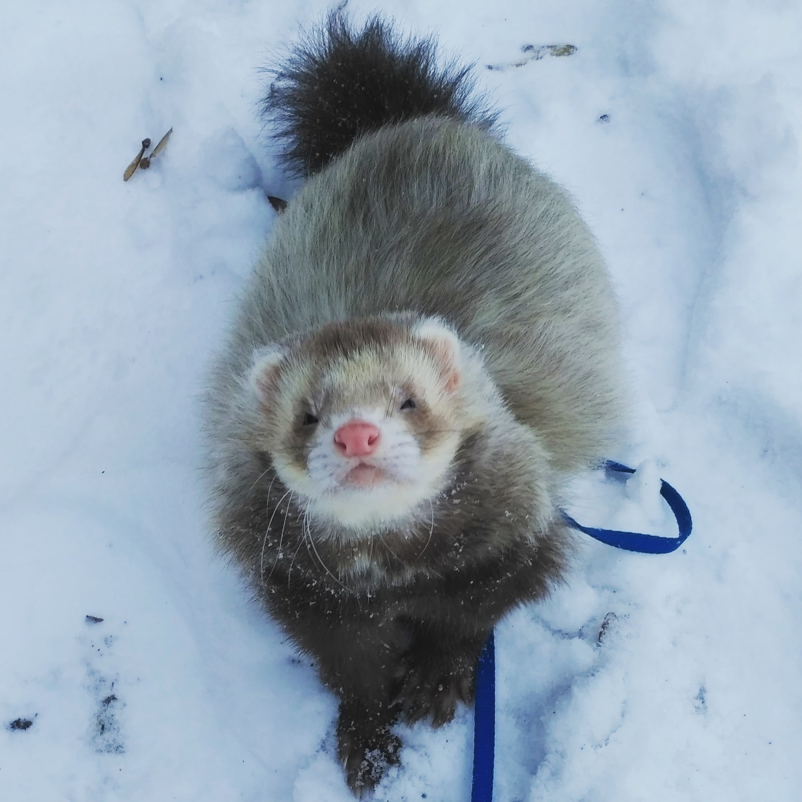 I saw your snow where it came from... - My, Ferret, My, Winter, Snow, Pets