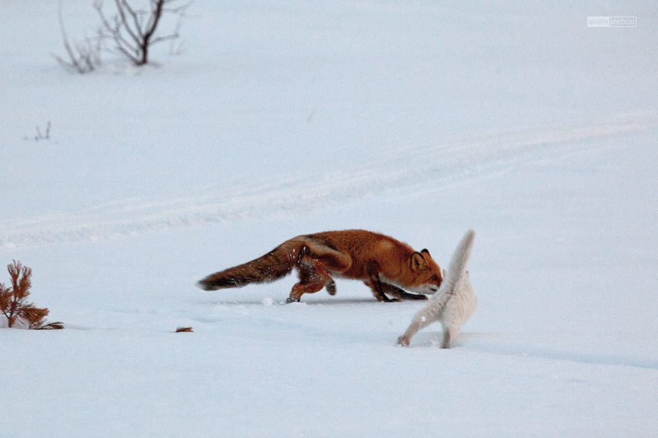 Reserved cat Syoma - Photo, cat, Fox, Kamchatka, Longpost