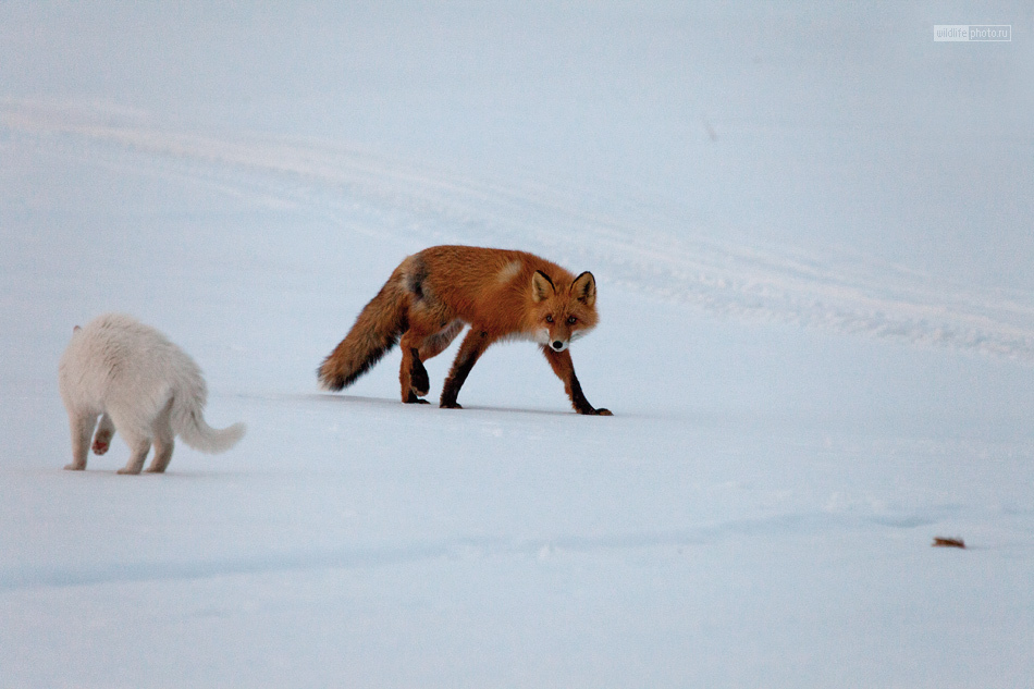 Reserved cat Syoma - Photo, cat, Fox, Kamchatka, Longpost