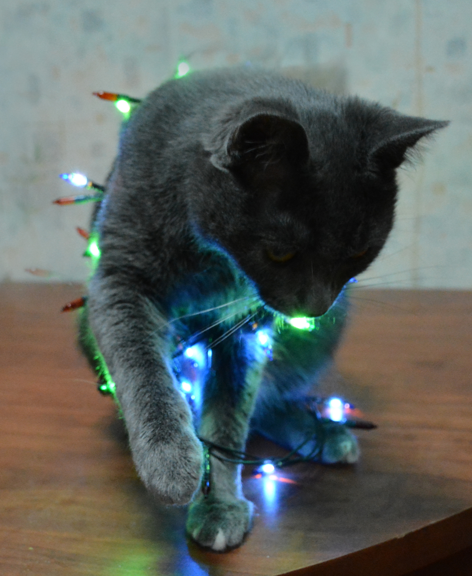 My bowler - My, cat, New Year, Garland, Christmas trees, Longpost