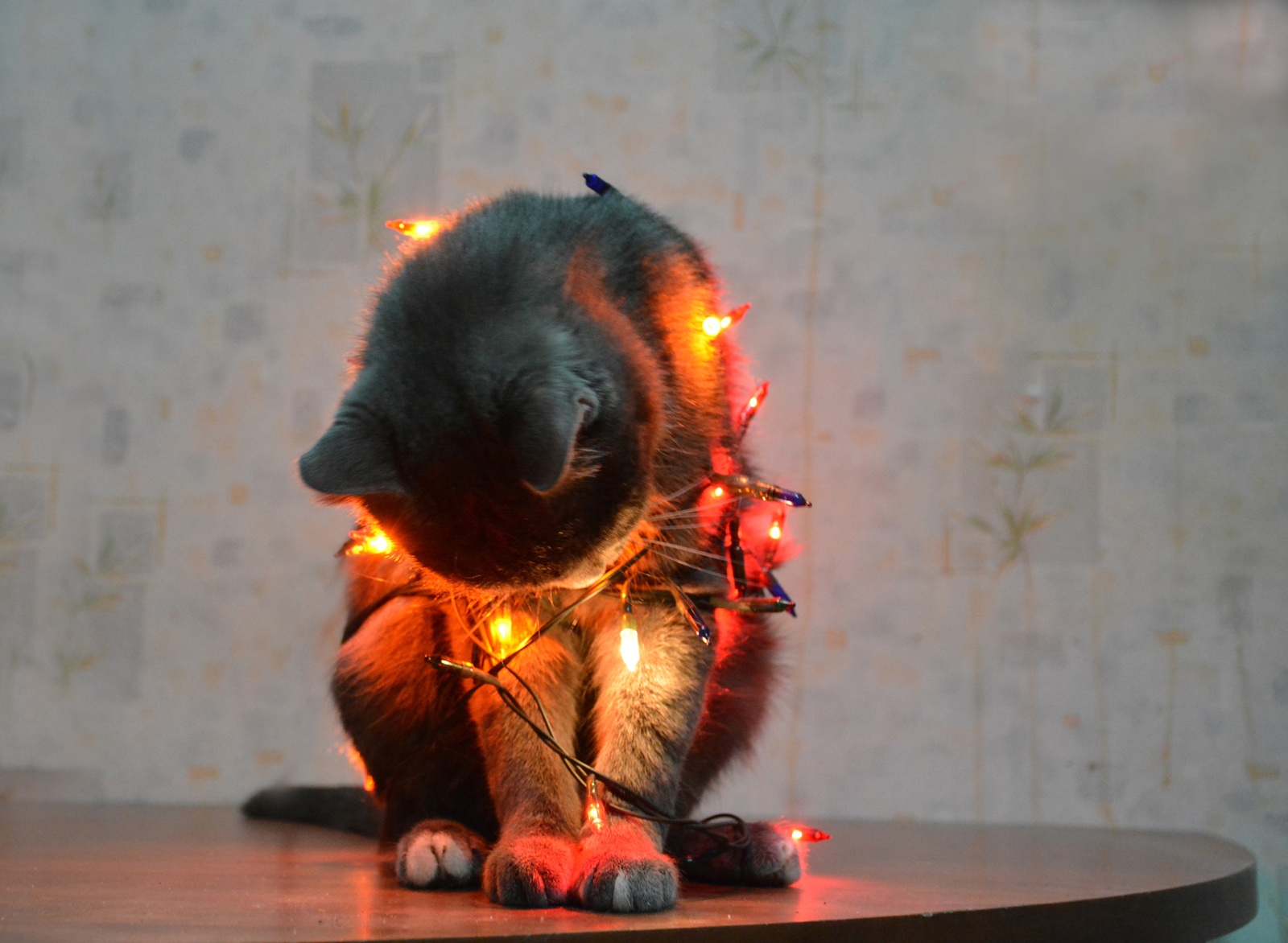 My bowler - My, cat, New Year, Garland, Christmas trees, Longpost