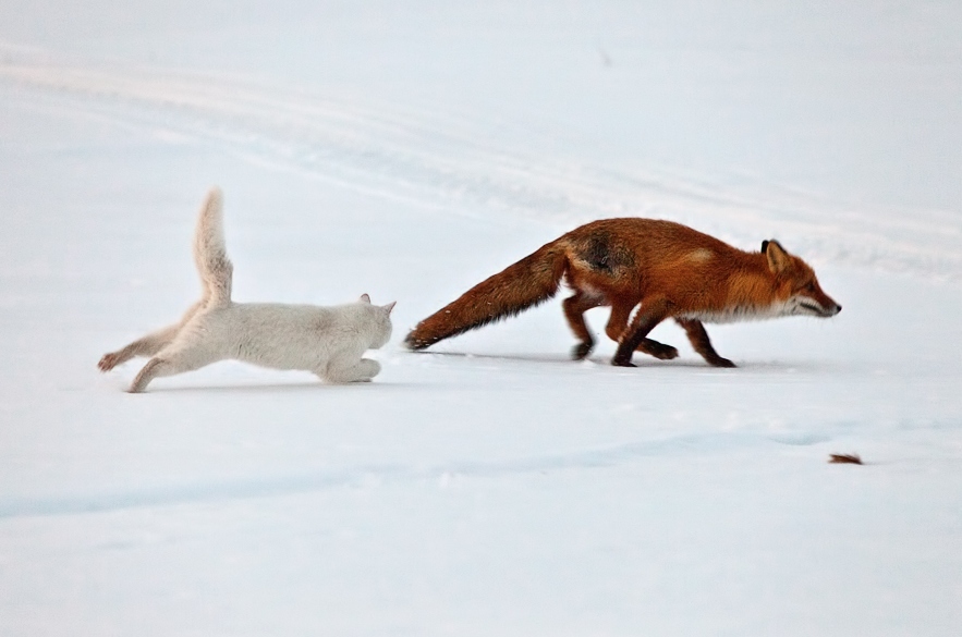 Reserved cat Syoma - Photo, cat, Fox, Kamchatka, Longpost