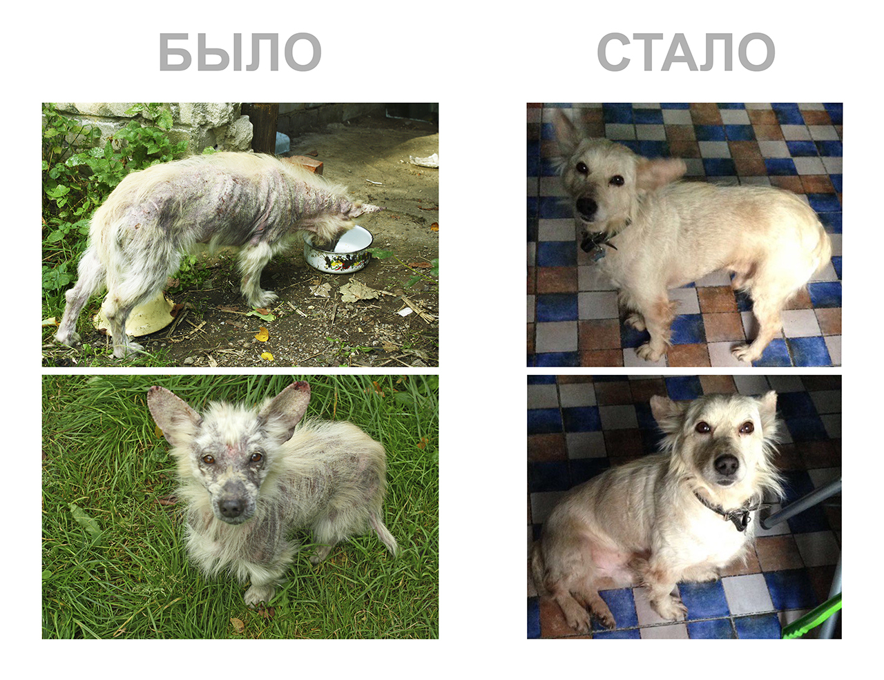 Fluffy ass Nyashika: the hard fate of one mustachioed comrade who needs a home - My, Nyasha, Animals, Help, Kaliningrad region, Kaliningrad, Animal shelter, Dog, Longpost