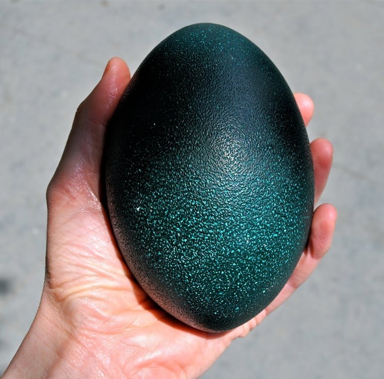 Яйца Птиц Фото