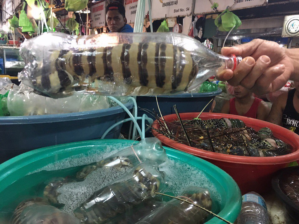 Shrimp in a bottle - My, Shrimps, Philippines, Boracay, 