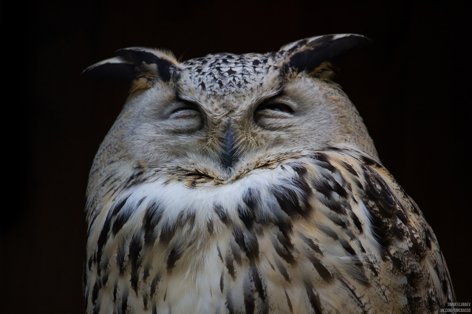 Animals from the Novosibirsk Zoo - My, Photo, Wolf, Fox, Fenech, Owl, Bat, Longpost