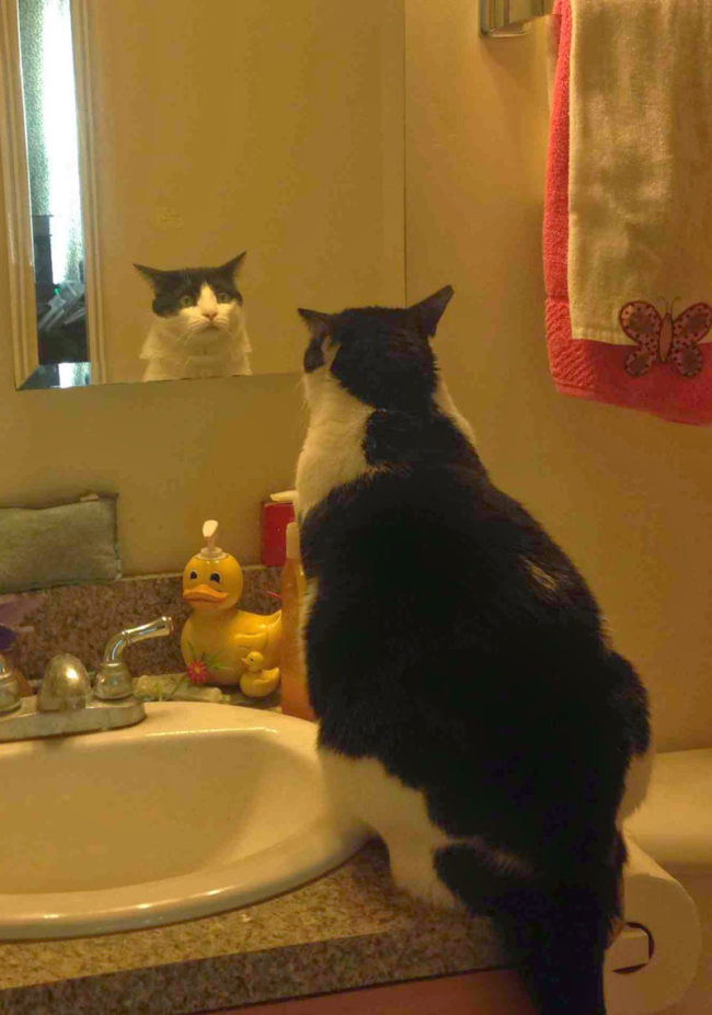 Awareness - cat, Reflection, Sight