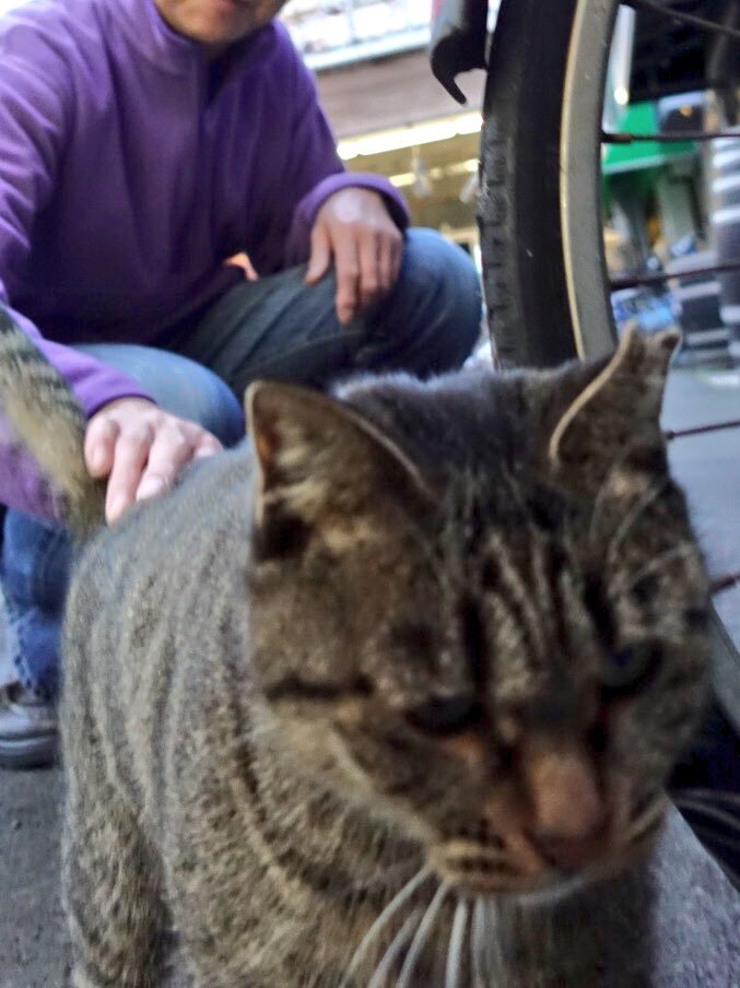 Where I want there and sharpen! - cat, Animals, Photo, Scratching post, A bike, Longpost