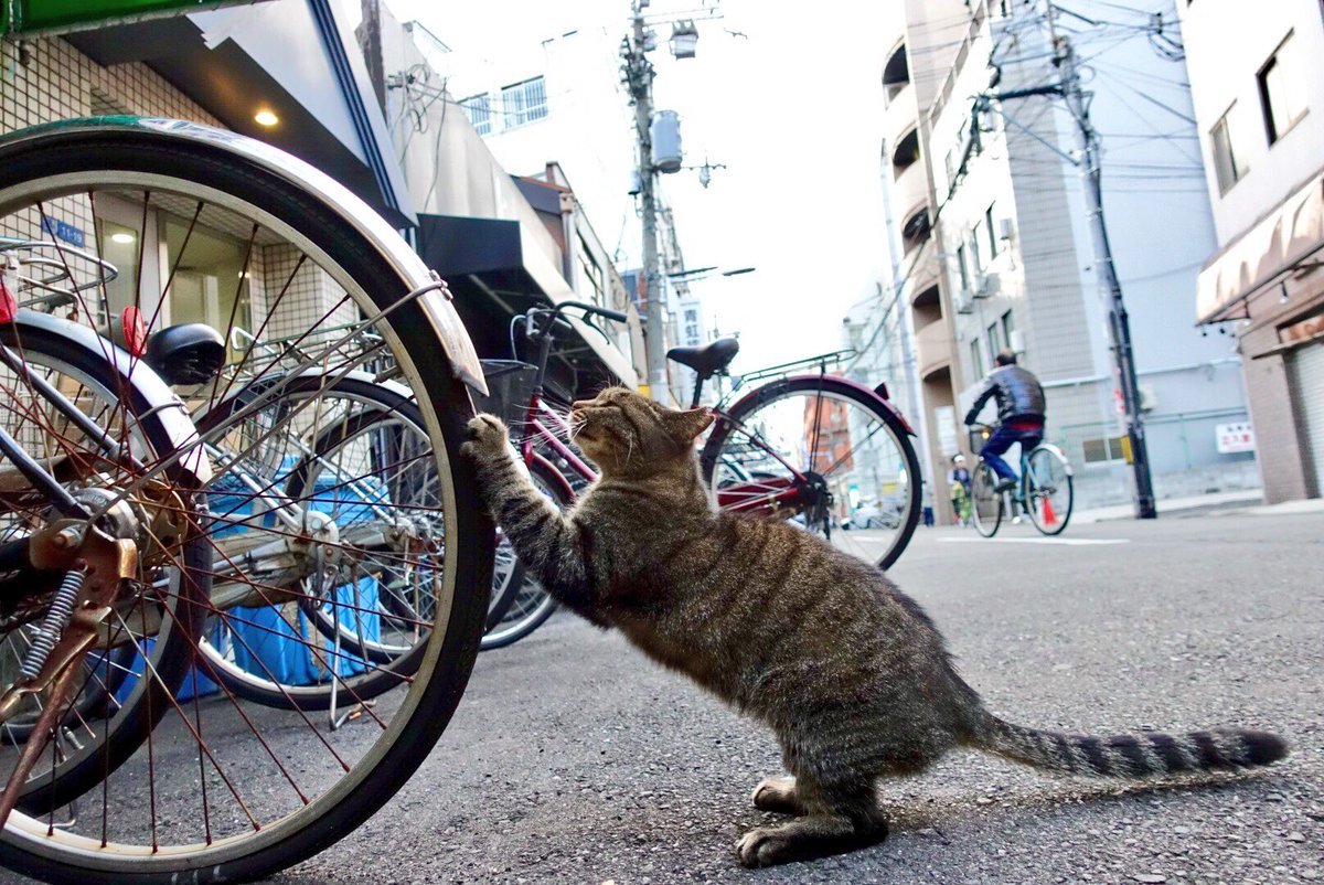 Where I want there and sharpen! - cat, Animals, Photo, Scratching post, A bike, Longpost