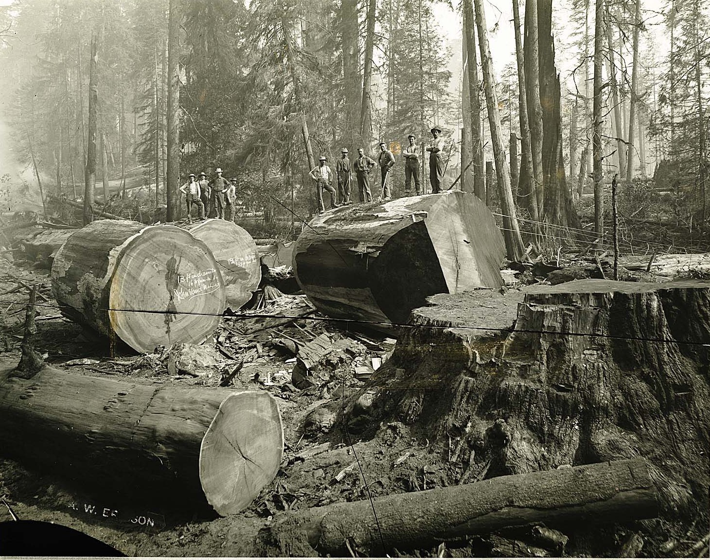 Logging, California, 1890s - Retro, Photo, Tree, Forest, Longpost