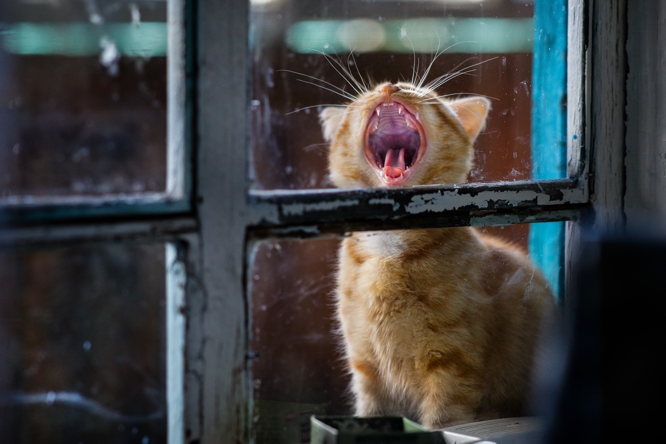 Date at the window - Photo, cat, Window, Date, Longpost