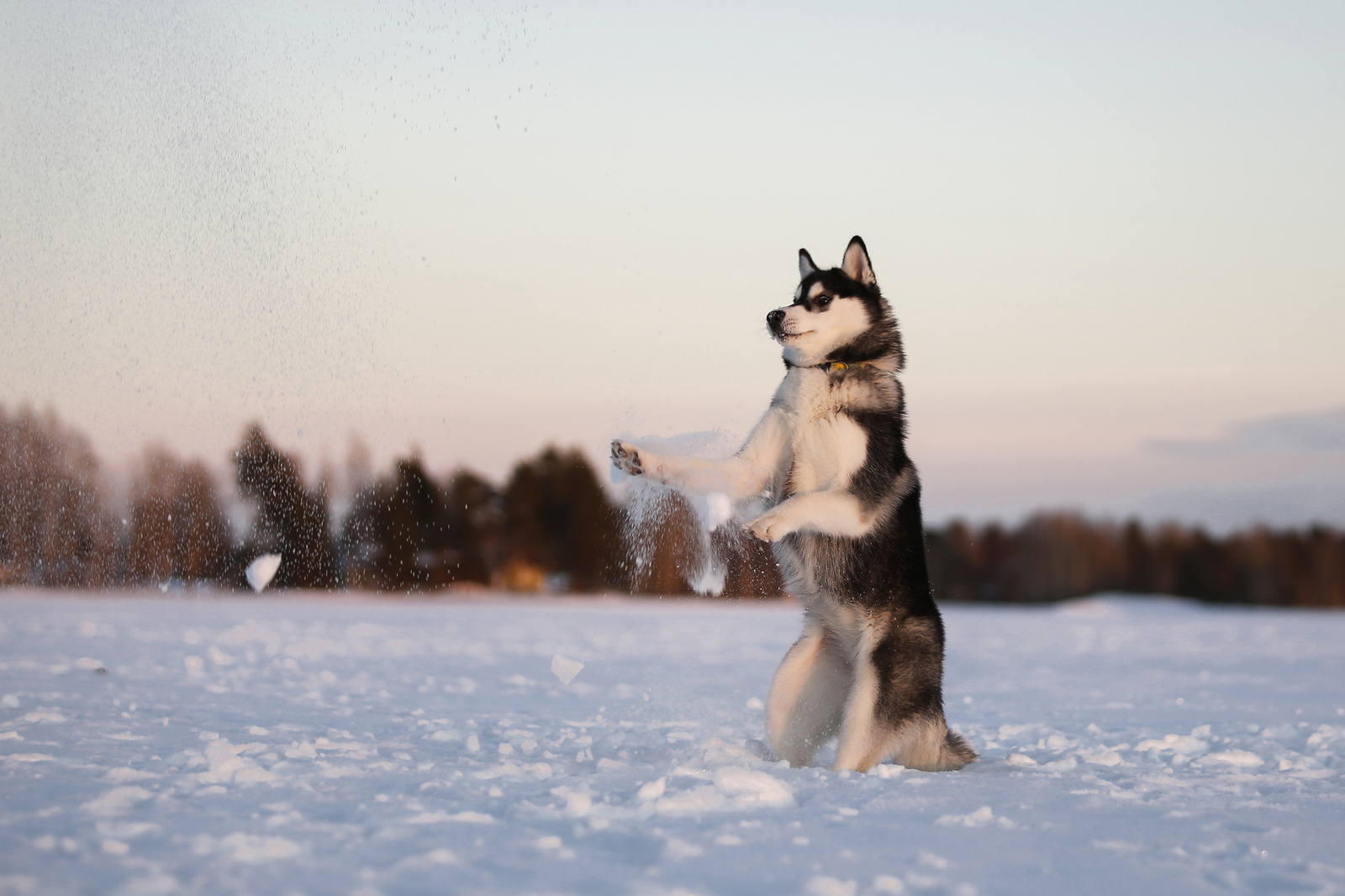 Snowballs - Photo, Dog, Husky, Winter, Snowballs, Snow, Longpost