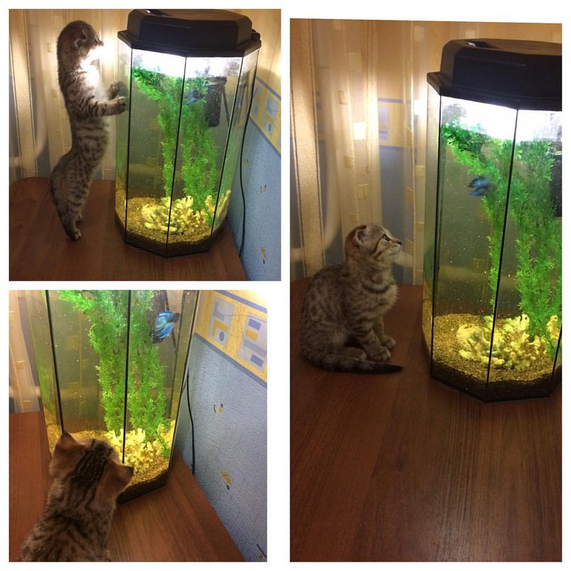 Curious - cat, A fish, Aquarium, Homemade, Photo, Curiosity