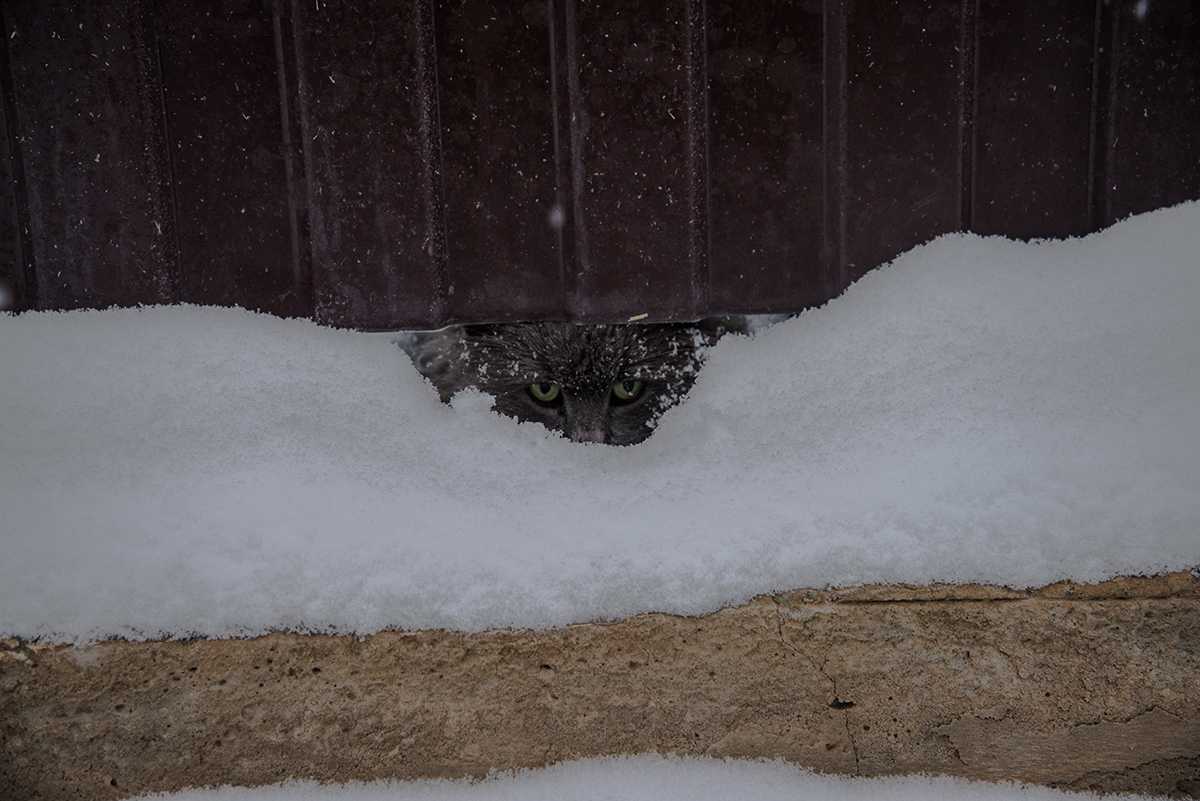 What did you call me? - Photo, cat, Fence, Winter