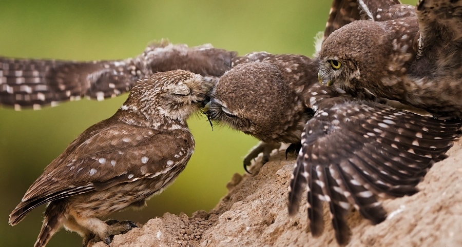 Feeding a family of owls - Photo, Owl, Owl, Feeding, Meal, Birds, Longpost, Food