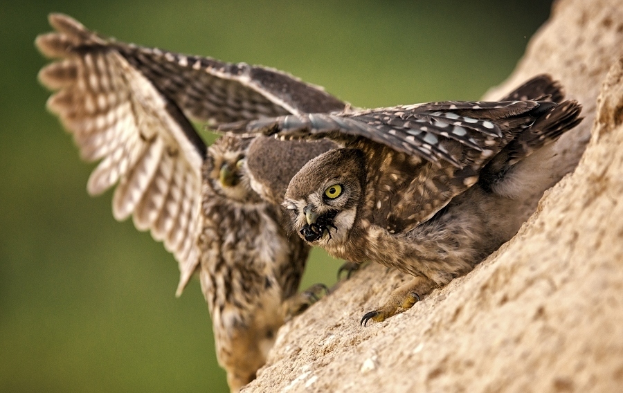 Feeding a family of owls - Photo, Owl, Owl, Feeding, Meal, Birds, Longpost, Food