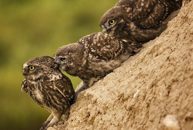 Feeding a family of owls - Photo, Owl, Owl, Feeding, Meal, Birds, Longpost, Food