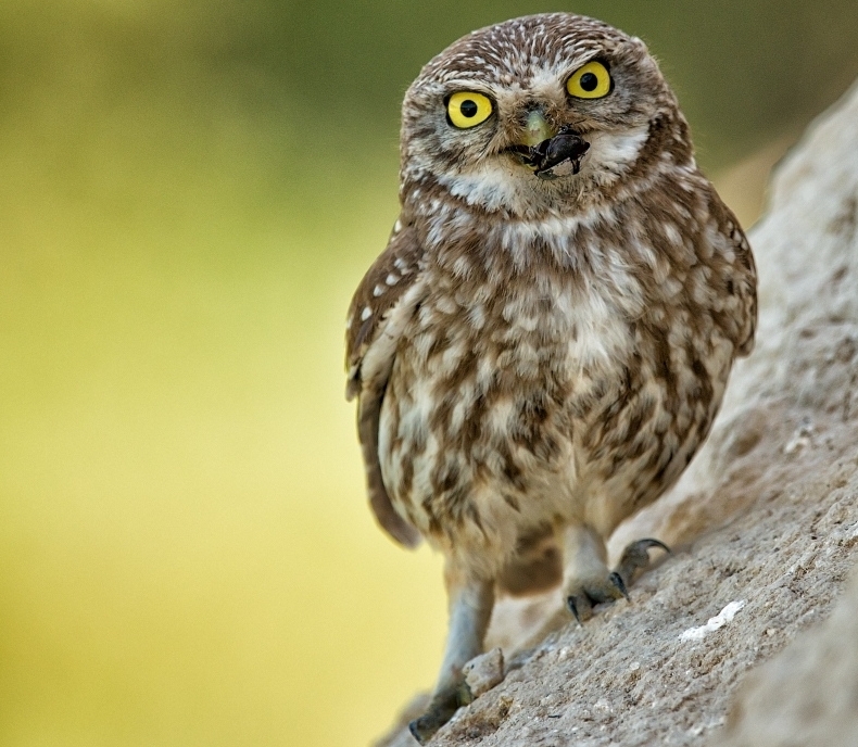 Feeding a family of owls - Photo, Owl, Owl, Feeding, Meal, Birds, Longpost, Food