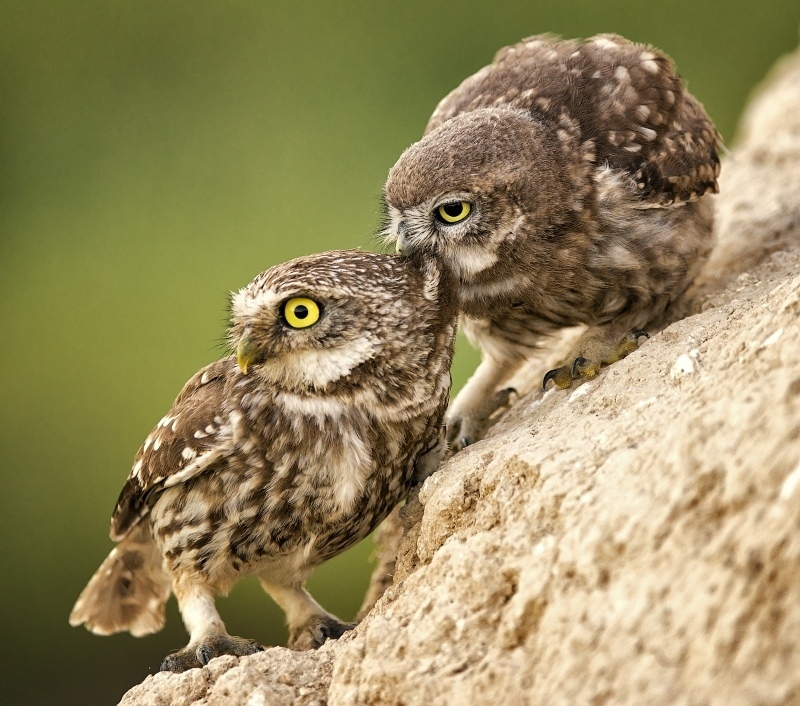 Feeding a family of owls - Photo, Owl, Owl, Feeding, Meal, Birds, Longpost, Food