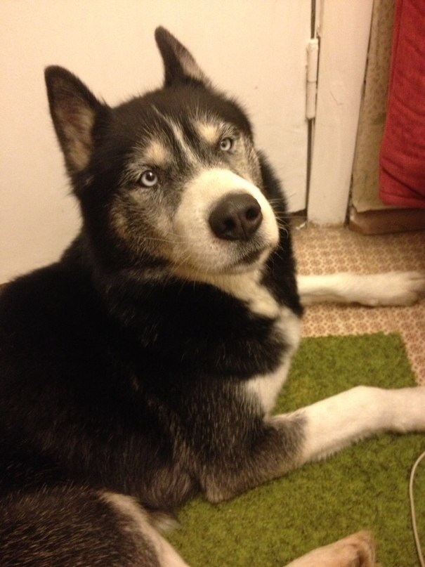 Found a husky on the train. Help find the owner or attach. - My, Dog, Husky, The dog is missing, Help