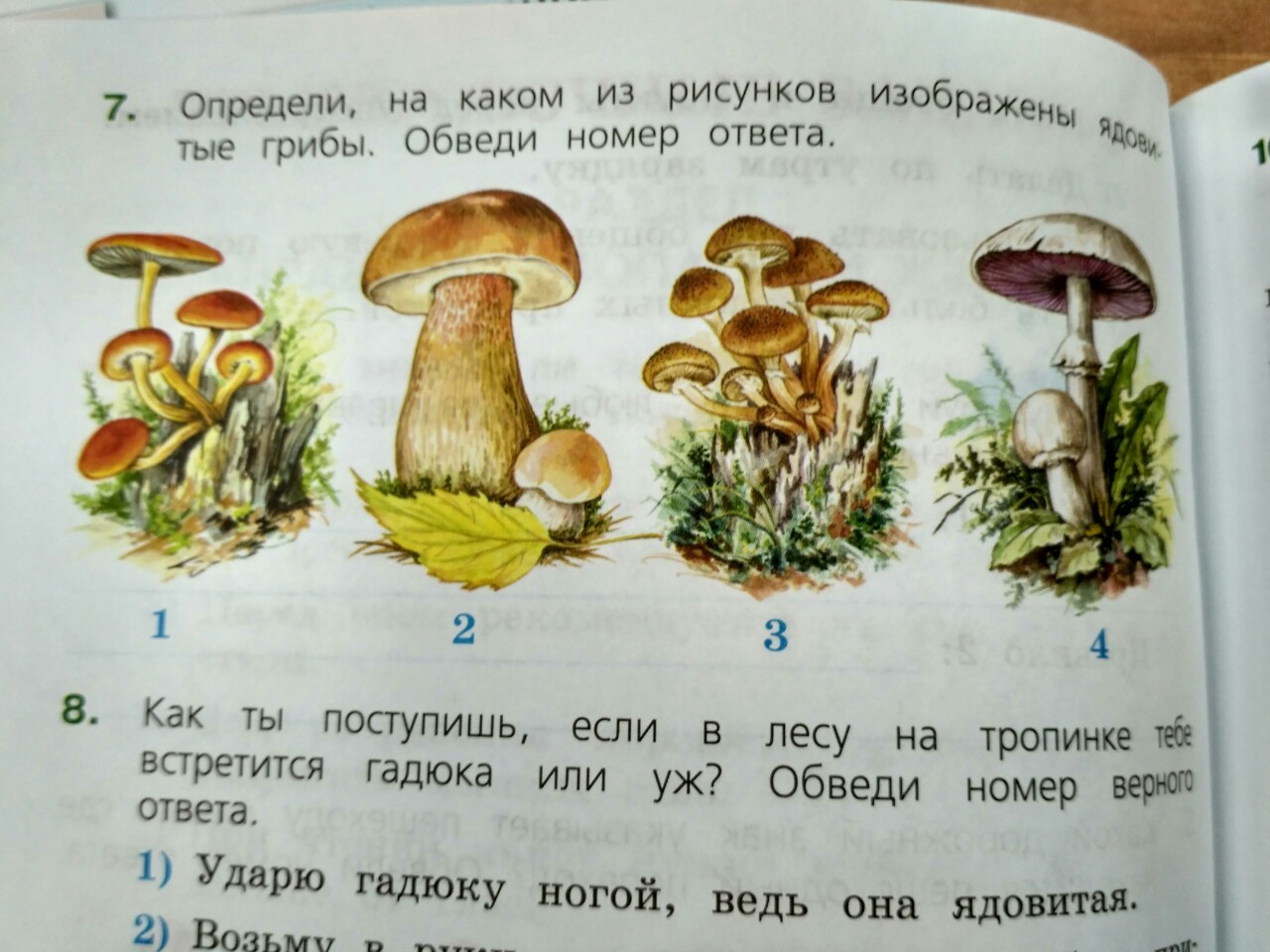 Определи на каком рисунке изображены ядовитые грибы