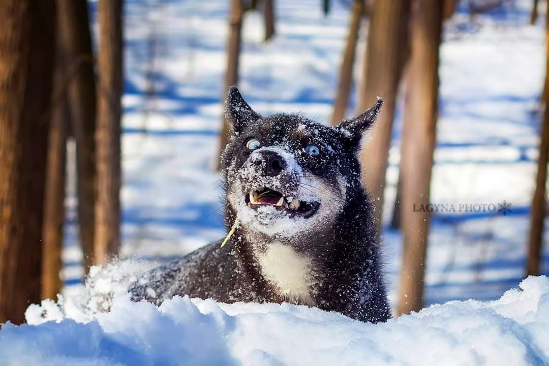 Who's sniffed? Am I sniffed? - Dog, Snow