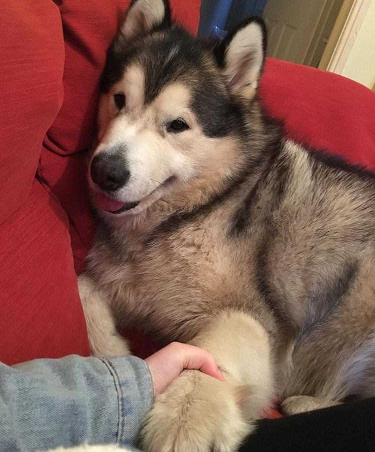 This is Phil. - Alaskan Malamute, Dog, Milota