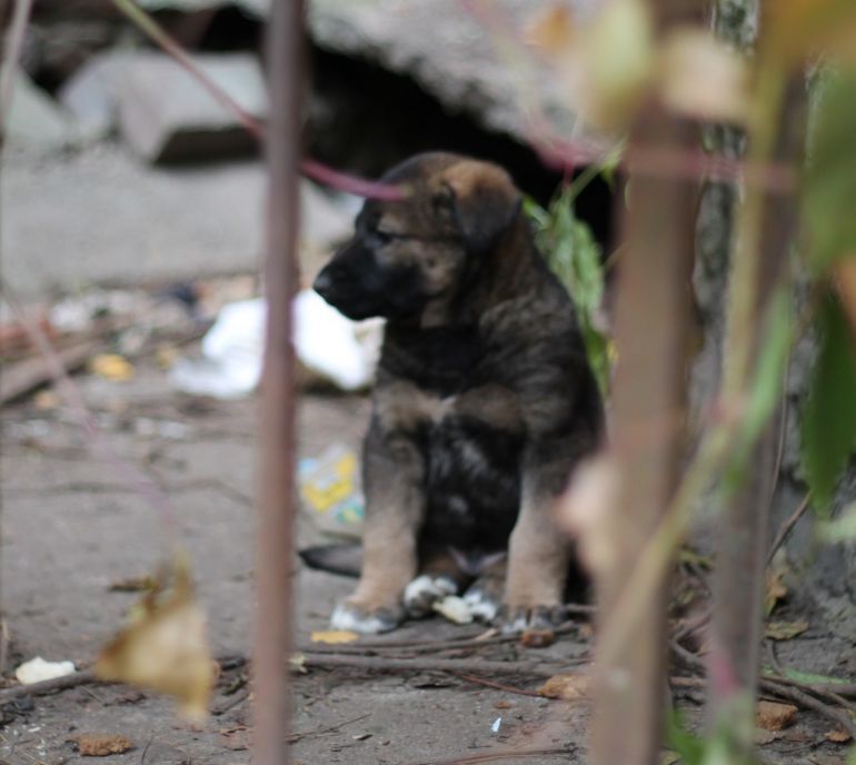 The story of how volunteering led to big trouble. - Smolensk, Dog, Puppies, Volunteering, Rabies, In good hands, Looking for hosts, Longpost