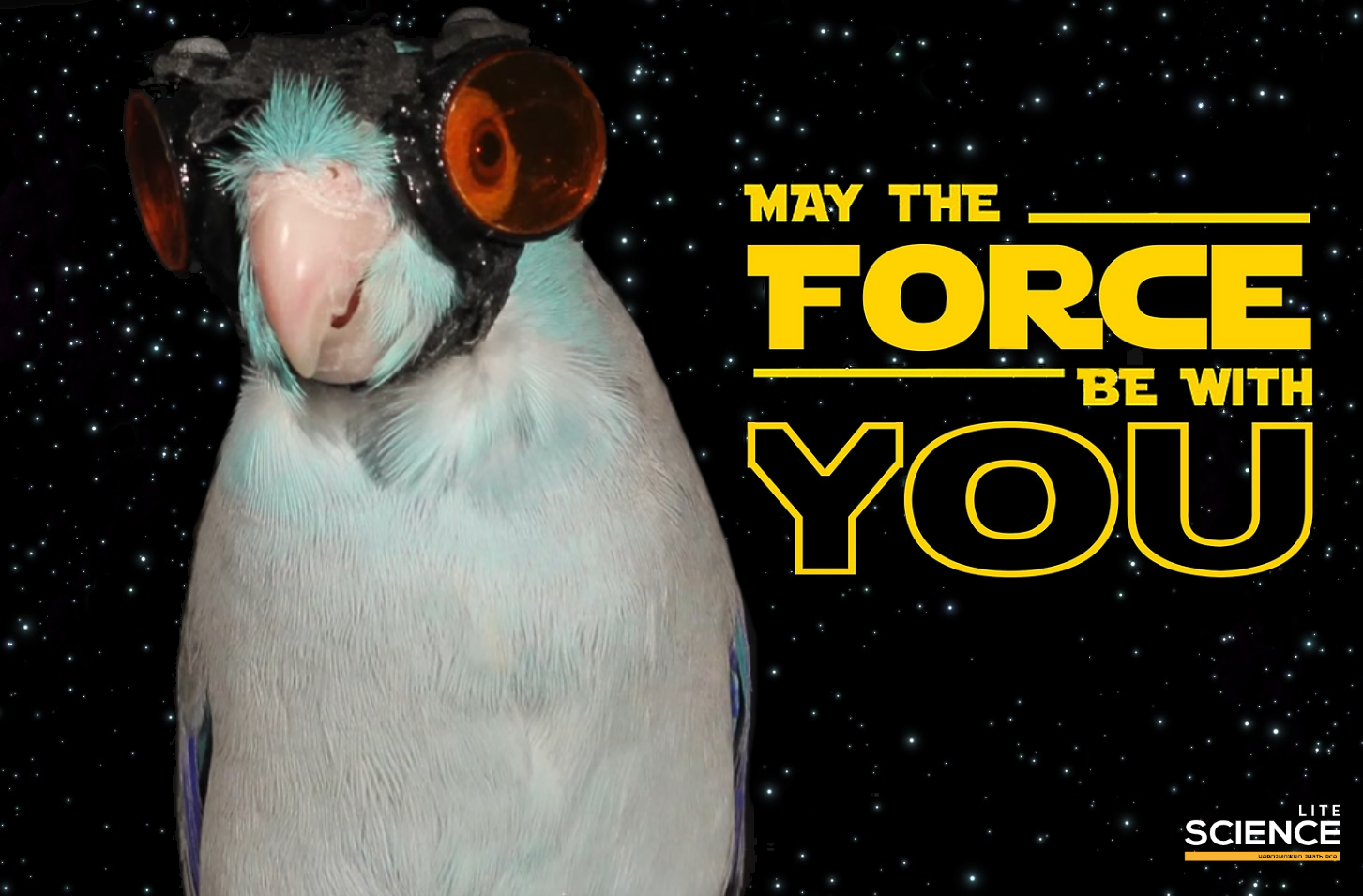 Obi-Wan back in action - My, Obi-Wan Kenobi, A parrot, The science, news, , Video