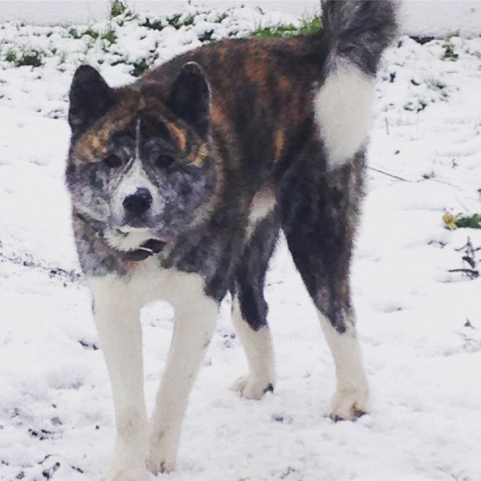 Lost dog, looking for...waiting...hope...believe...what if someone saw...or knows something? - Dog, The dog is missing, Arkhangelsk, Akita inu, Help, Search for animals