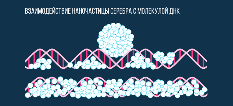 Scientists make DNA-based silver nanowires - Technologies, The science, , Nanotechnology