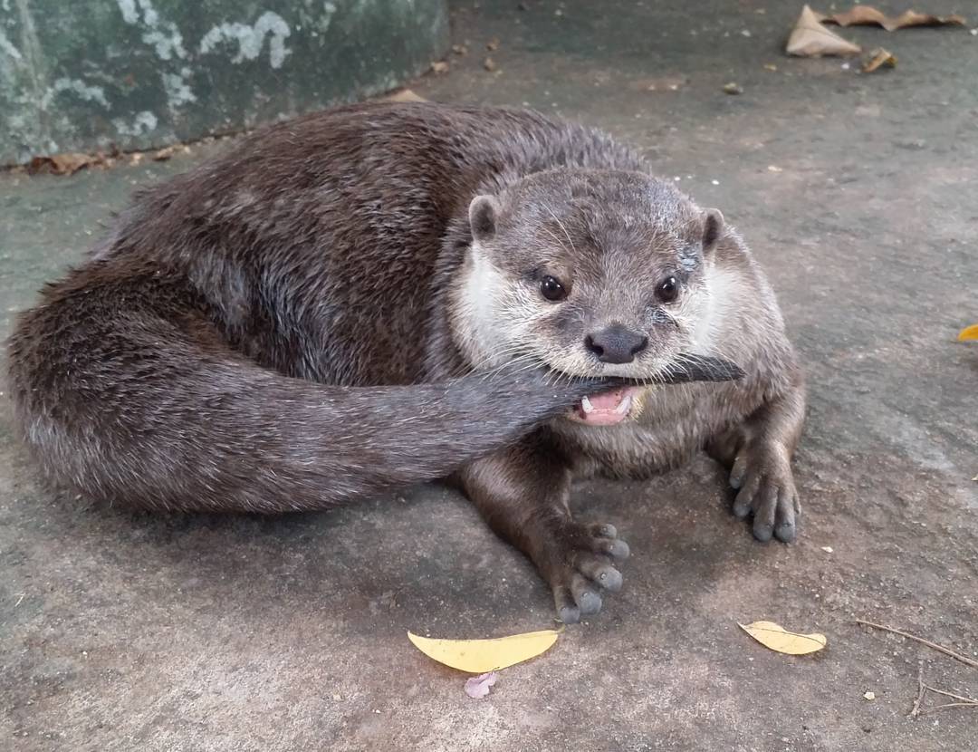 Delicious tail! - Otter, Otters, Milota, Animals