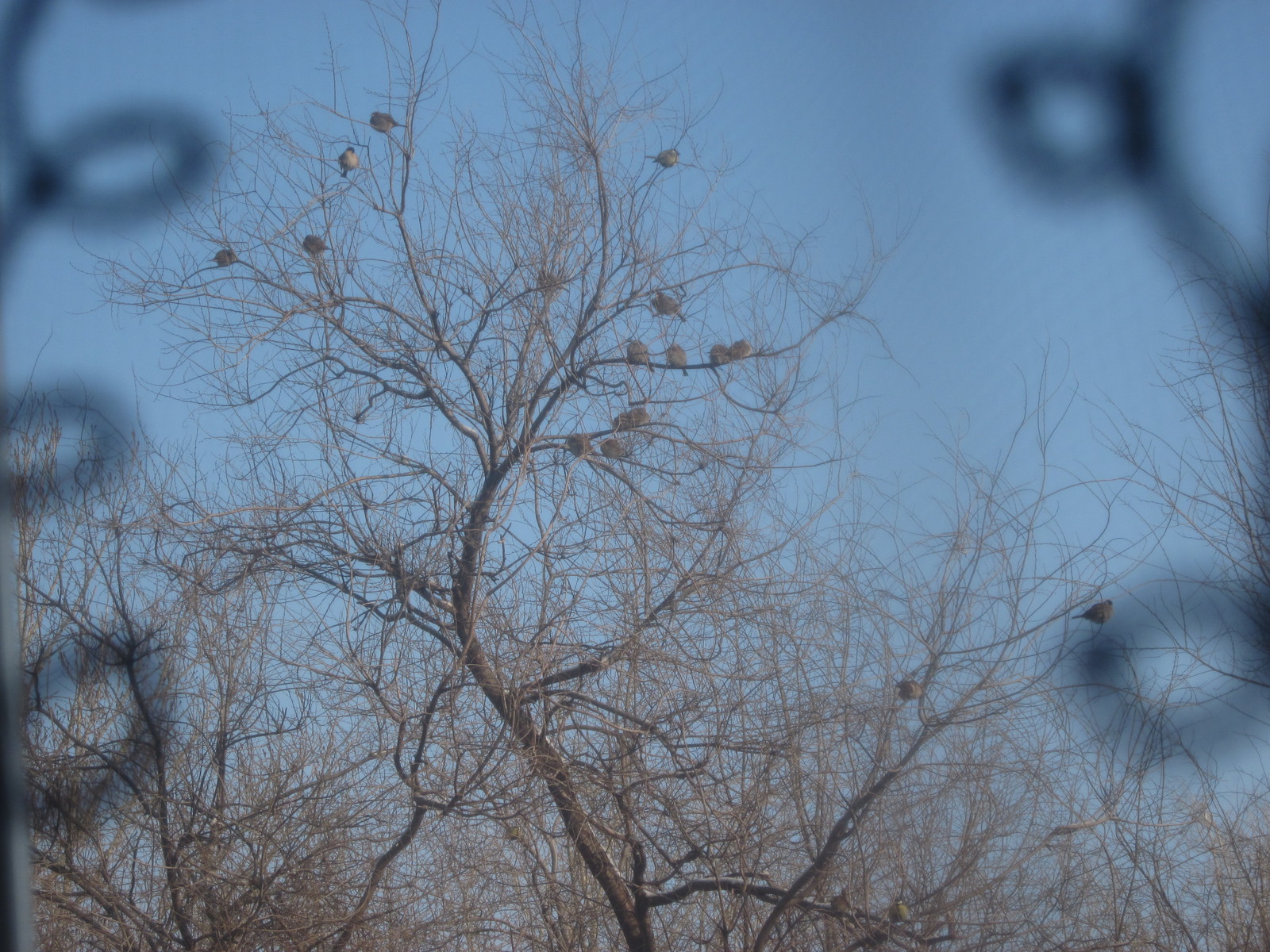 Winter atmosphere, birds, yogurt and millet - Feeding, Winter, Trough, Longpost