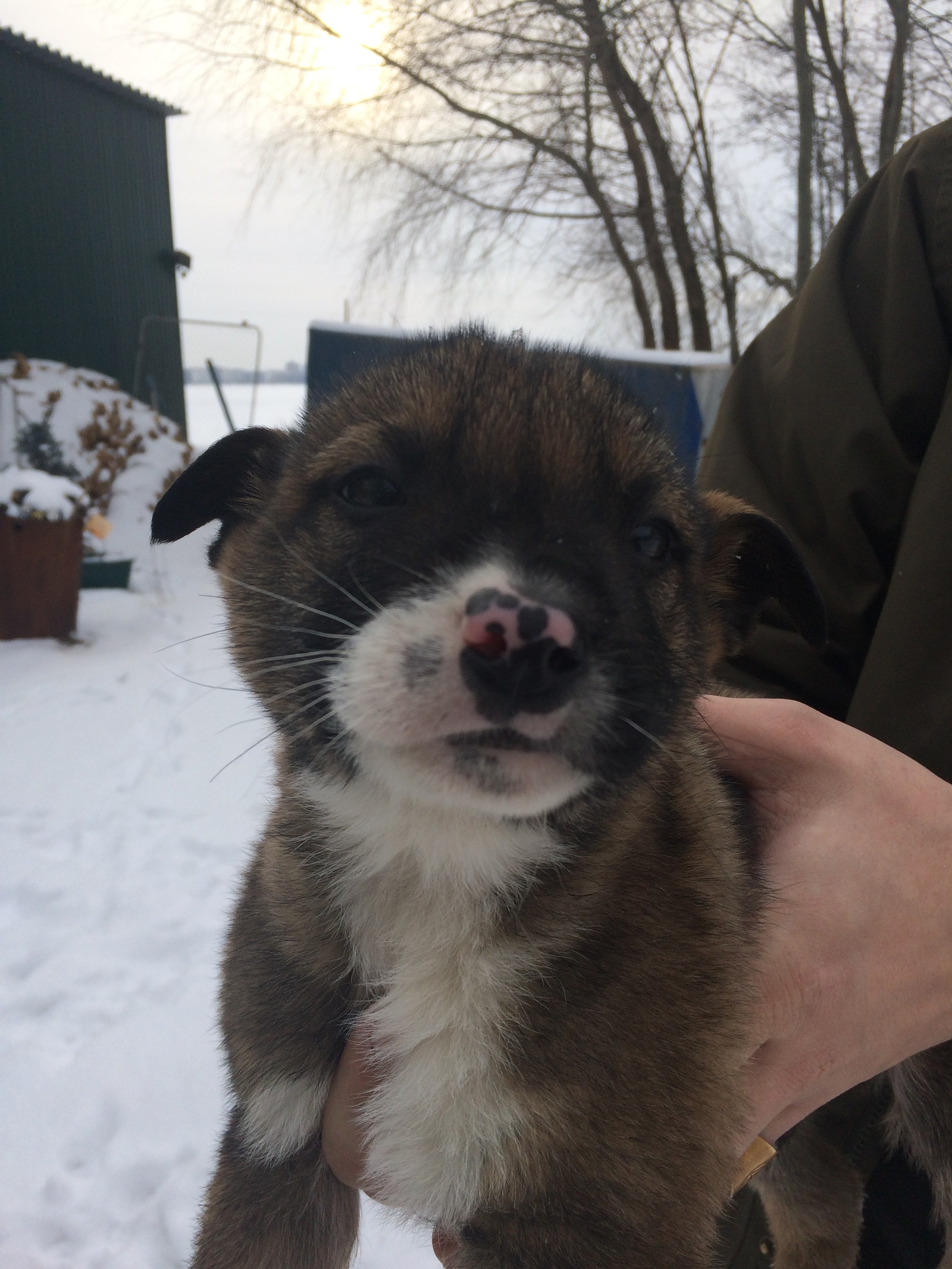 Puppies are looking for a home! - Voronezh, , Puppies, Longpost