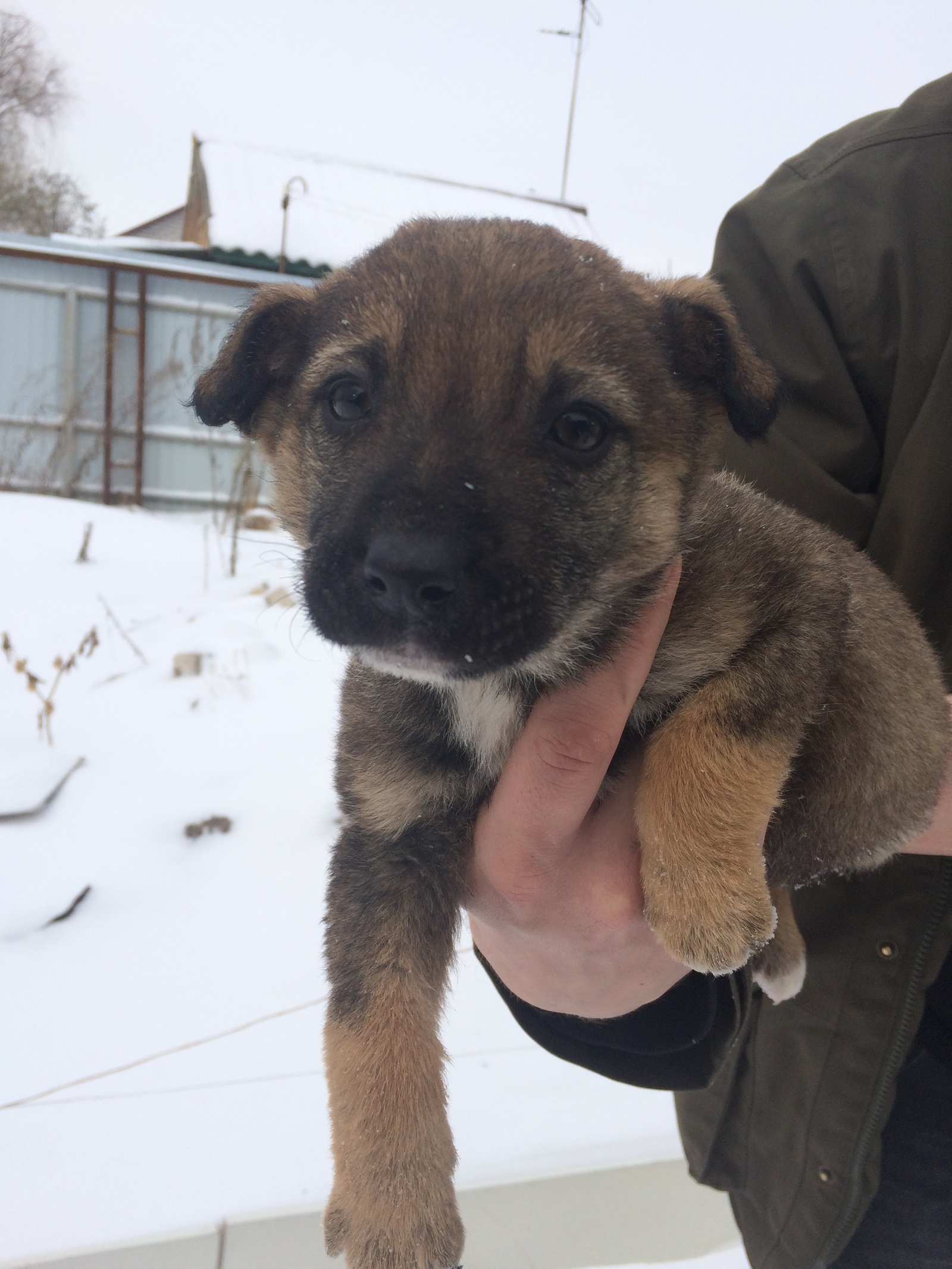 Puppies are looking for a home! - Voronezh, , Puppies, Longpost