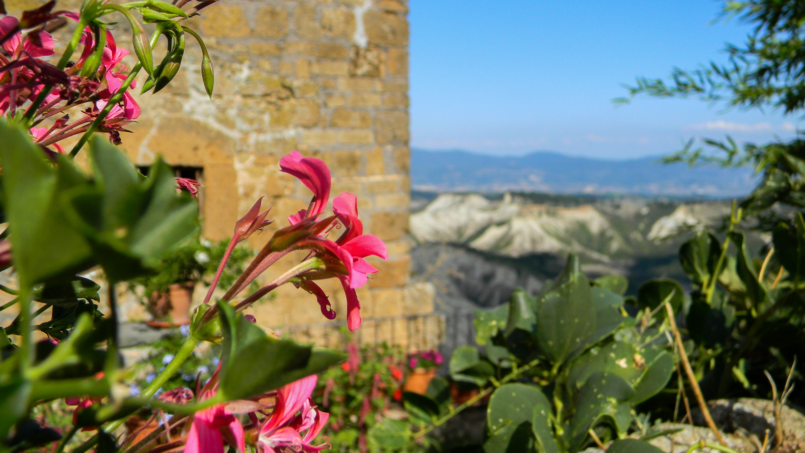 Flowers in the castle of Civita di Bagnoregio - My, Italy, Flowers, Civita di Bagnoregio, Photo