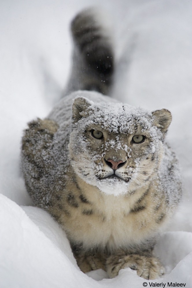 Perfection itself - an irbis, he is a snow leopard - Snow Leopard, Valery Maleev, Longpost