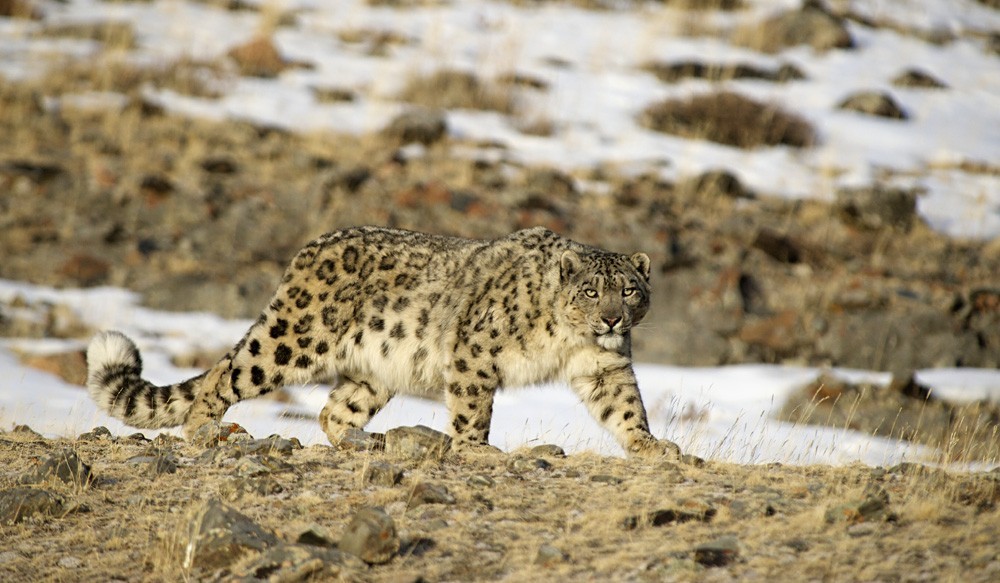 Perfection itself - an irbis, he is a snow leopard - Snow Leopard, Valery Maleev, Longpost