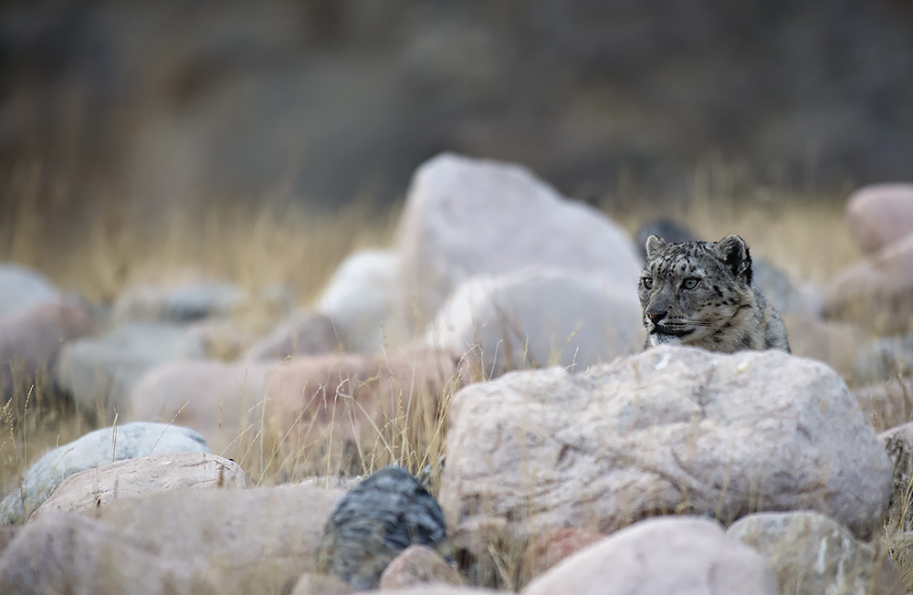 Perfection itself - an irbis, he is a snow leopard - Snow Leopard, Valery Maleev, Longpost