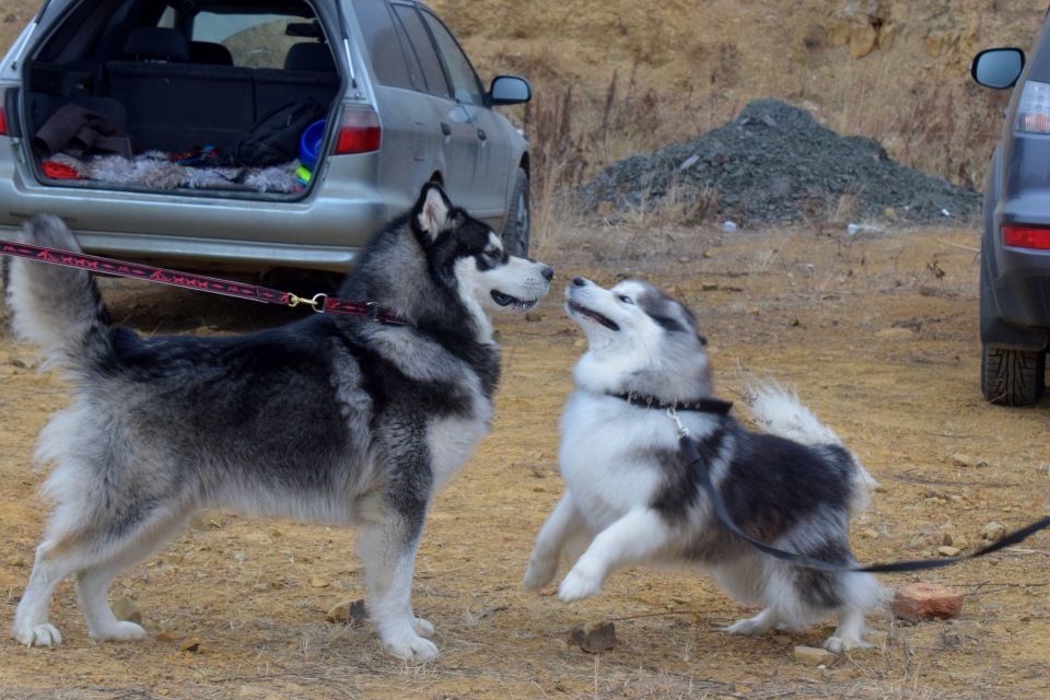 The decision to get two dogs or Rada's socialization - My, Dog, Alaskan Malamute, Socialization, Riding sports, Longpost