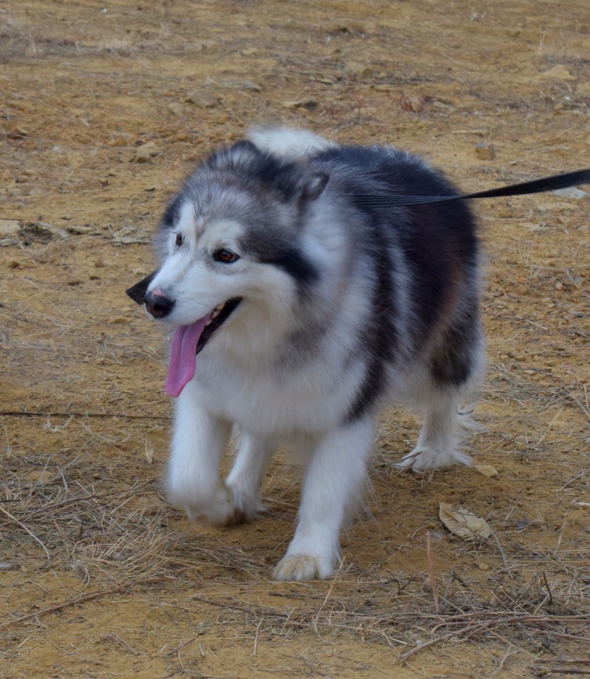 The decision to get two dogs or Rada's socialization - My, Dog, Alaskan Malamute, Socialization, Riding sports, Longpost