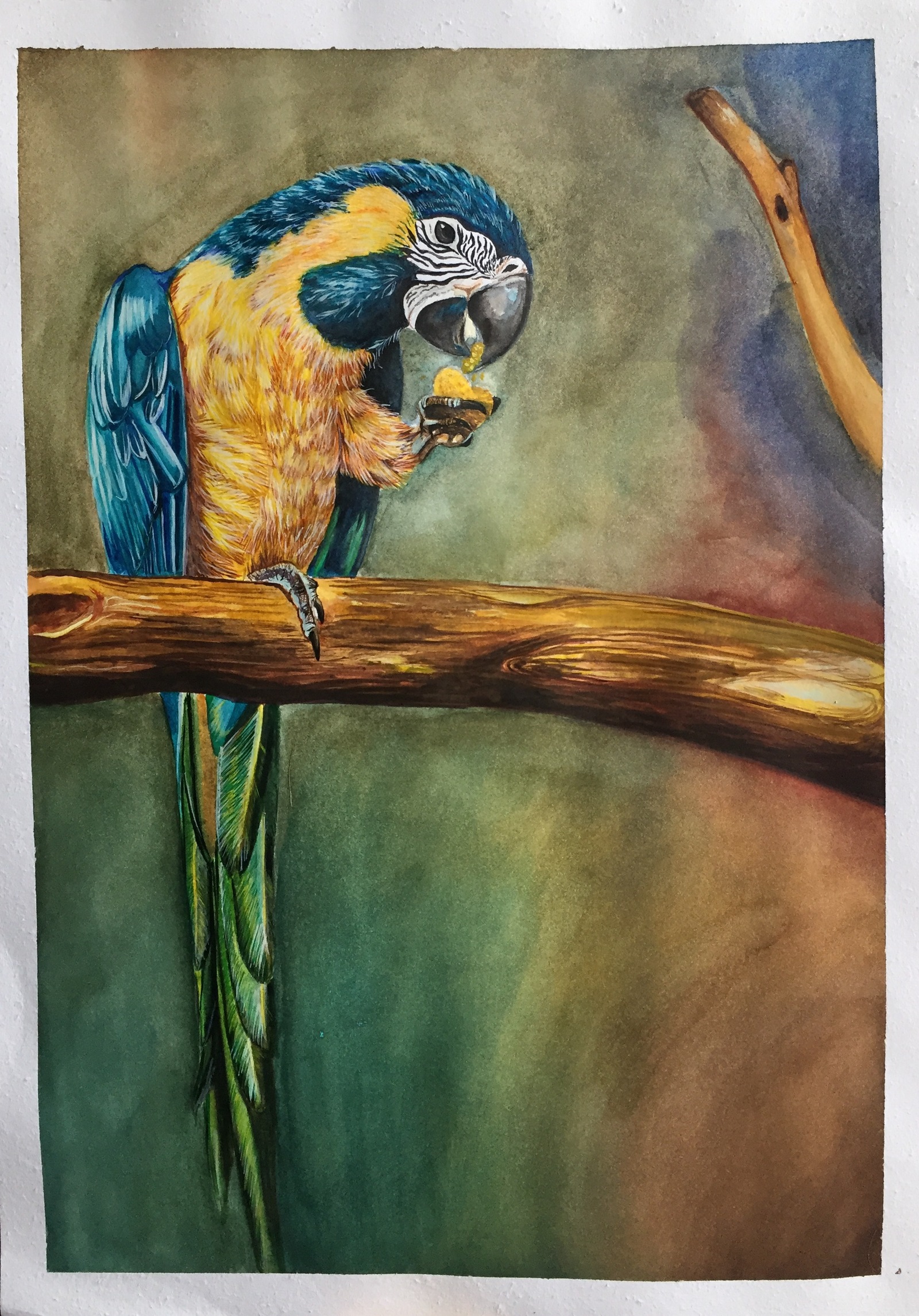 watercolor - My, Watercolor, A parrot