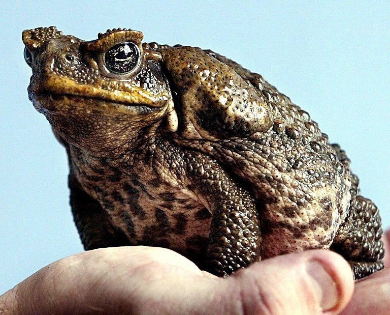 Toads and frogs - Toad, Frogs, Amphibians, Longpost